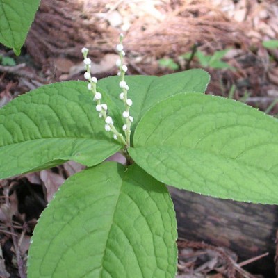 CHLORANTHUS SERRATUS