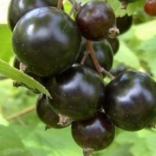 Смородина черная Детван Смородина черная Детван