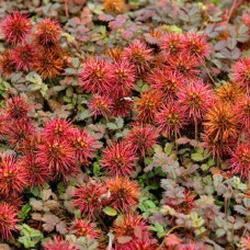 ACAENA MICROPHYLLA KUPFERTEPPICH ACAENA MICROPHYLLA KUPFERTEPPICH