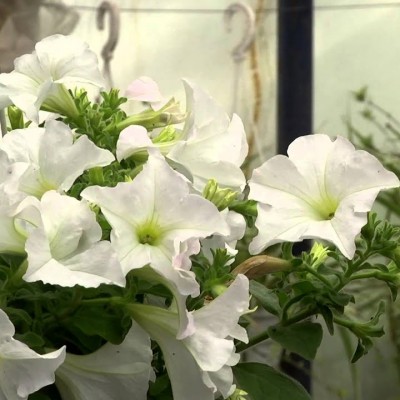 Сурфиния "Pegasus White"