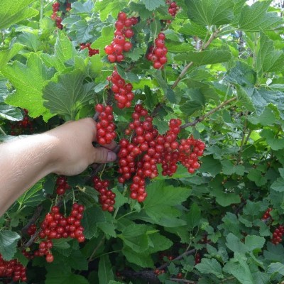 Смородина красная Уральская красавица