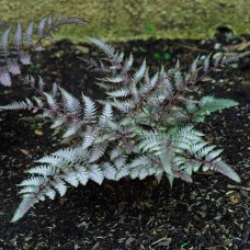Папоротник садовый ATHYRIUM NIPONICUM RED BEAUTY