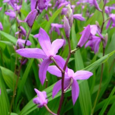 ORCHIDS BLETILLA STRIATA ORCHIDS BLETILLA STRIATA