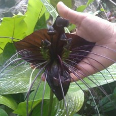 Tacca Carrier black Tacca Carrier black