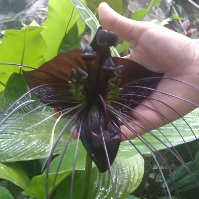 Tacca Carrier black