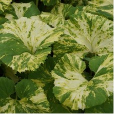 PETASITES JAPONICUS VARIEGATA