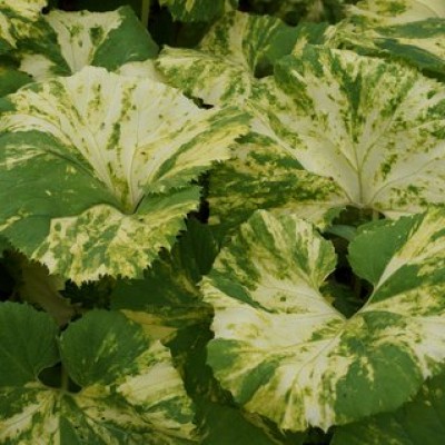 PETASITES JAPONICUS VARIEGATA