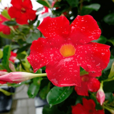 Дипладения Miami Red