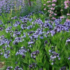 AMSONIA AMSONIA