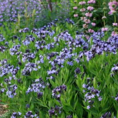 AMSONIA