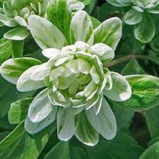 ANEMONE GREEN DRAGON ANEMONE GREEN DRAGON