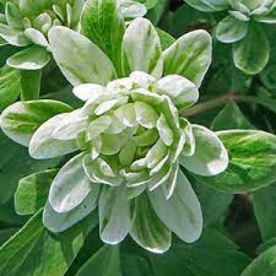 ANEMONE GREEN DRAGON