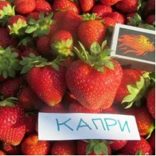Клубника ремонтантная Капри