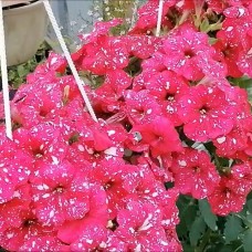 Петуния ампельная Surprise "Sparkling Red" Петуния ампельная Surprise "Sparkling Red"
