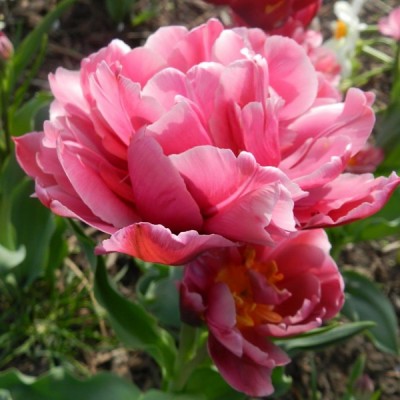 Тюльпан махровый поздний Up Pink