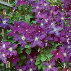 Клематис крупноцветковый Etoile Violette Клематис крупноцветковый Etoile Violette