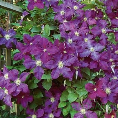 Клематис крупноцветковый Etoile Violette