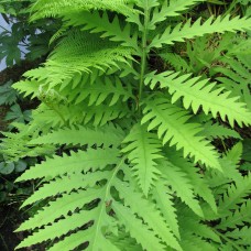 Папоротник садовый ONOCLEA SENSIBILIS