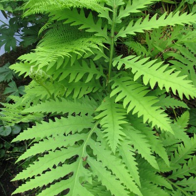 Папоротник садовый ONOCLEA SENSIBILIS
