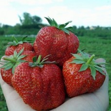 Клубника позднего созревания Гигантела макси