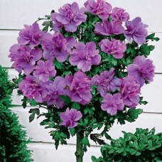 Гибискус древовидный Ardens Гибискус древовидный Ardens