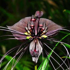 Tacca Chantrieri