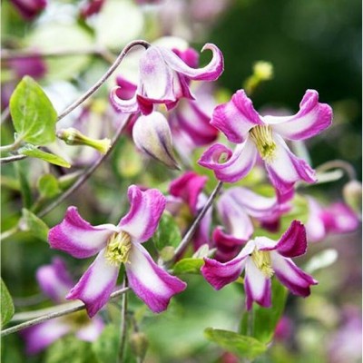Клематисы мелкоцветковые Odoriba