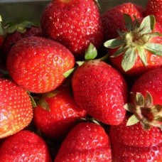 Клубника позднего созревания Машенька