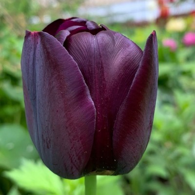 Тюльпан поздний Cafe Noir