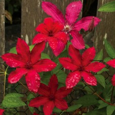 Клематис крупноцветковый Ruutel Клематис крупноцветковый Ruutel