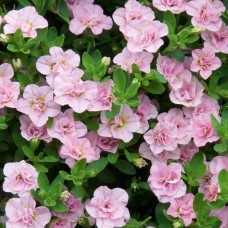 Бакопа Махровая Ампельная "Baristo Double Pink" Бакопа Махровая Ампельная "Baristo Double Pink"