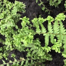 Папоротник садовый: DRYOPTERIS LEPIDOTA CRISPA CRISTATA
