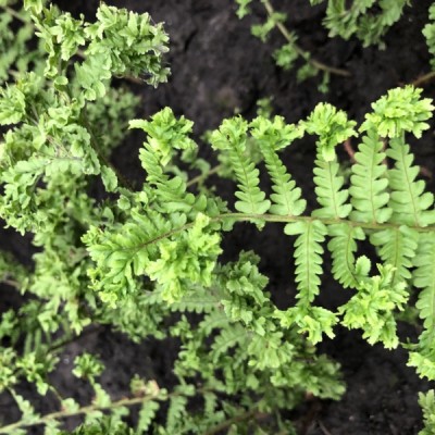 Папоротник садовый: DRYOPTERIS LEPIDOTA CRISPA CRISTATA