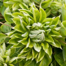 Клематис махровый Green Passion