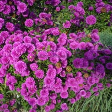 Астра ново-бельгийская "Henry I Pink" Астра ново-бельгийская "Henry I Pink"