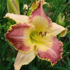 Лилейник HEMEROCALLIS LOTUS POSITION