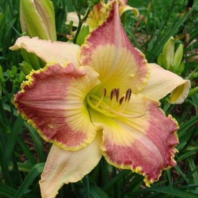 Лилейник HEMEROCALLIS LOTUS POSITION