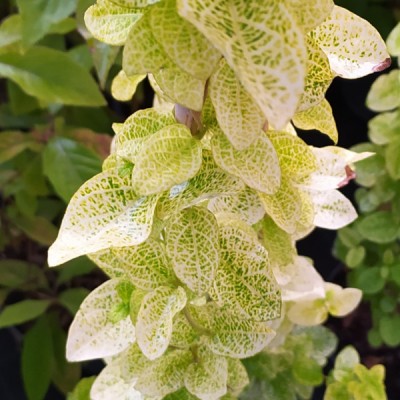 Жимолость Aureoreticulata japonica