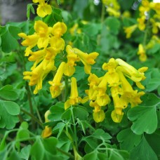 CORYDALIS LUTEA