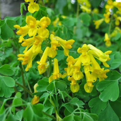 CORYDALIS LUTEA