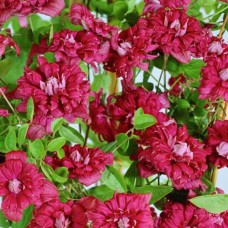 Клематис махровый Red Star