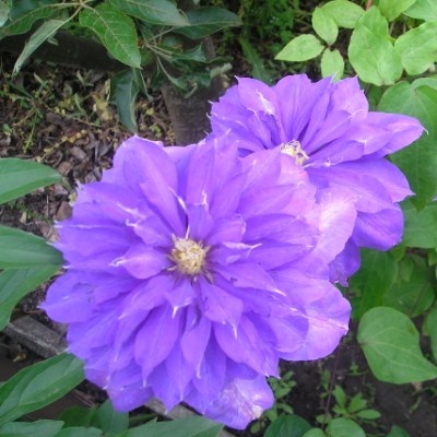 Клематис махровый Countess of Lovelace