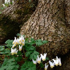 DICENTRA CUCULLARIA DICENTRA CUCULLARIA