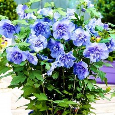 Гибискус древовидный Blue chiffon Гибискус древовидный Blue chiffon