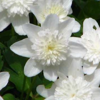 ANEMONE NEMOROSA VESTAL