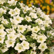 Сурфиния "Lime"