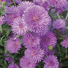 Астра новобельгийская "Henry I Purple" Астра новобельгийская "Henry I Purple"