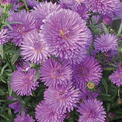 Астра новобельгийская "Henry I Purple"