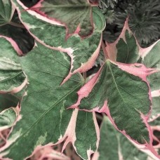Ипомея ампельная Батат "Colored Leafs"