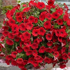 Сурфиния "Deep Red"